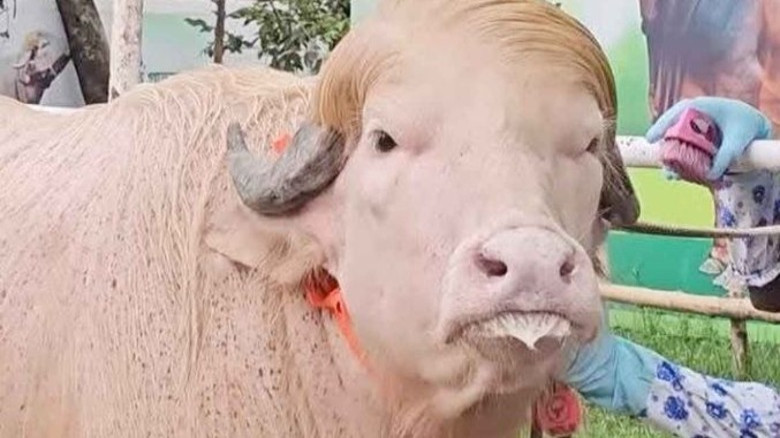 নারায়ণগঞ্জের কোরবানির হাটে  ডোনাল্ড ট্রাম্প